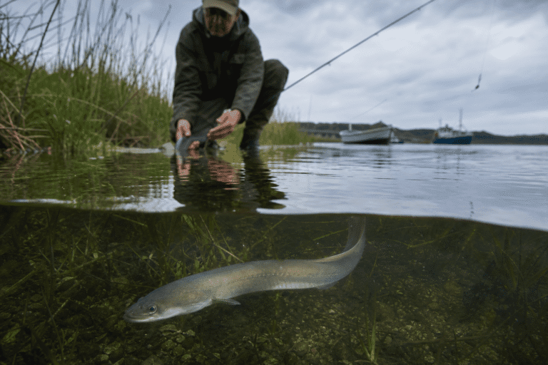 Ålen fredes i ferskvand og rekreativt fiskeri efter ål forbydes